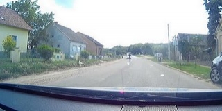 Sebesült gólyát menekítettek ki az autók közül a szederkényi polgárőrök, leállították a forgalmat