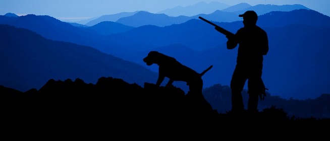 Megadták a kilövési engedélyt, Pécsen belül is levadászhatják a vaddisznókat Megadták a kilövési engedélyt, Pécsen belül is levadászhatják a vaddisznókat