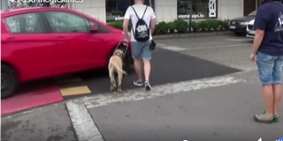 Majdnem elütötte egy kretén autós a vakvezető kutyát és gazdáját- Videó! Majdnem elütötte egy kretén autós a vakvezető kutyát és gazdáját- Videó!
