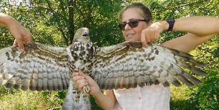 A Mecsekben pihent meg a Baján befogott, most már Gibraltár felé tartó darázsölyv, Mária A Mecsekben pihent meg a Baján befogott, most már Gibraltár felé tartó darázsölyv, Mária