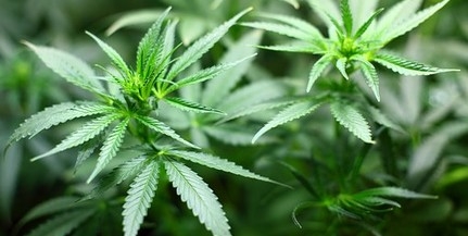 Kukoricásban termelte a füvet egy igazi szakértő Kukoricásban termelte a füvet egy igazi szakértő