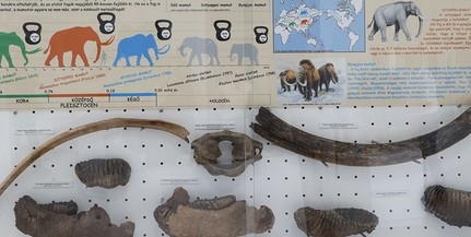 Mecseki ősmaradványokból nyílt kiállítás a Pécsi Állatkertben, mamutbordát is láthatunk