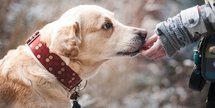 A kutyák öregedését vizsgálják az ELTE kutatói