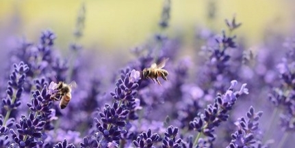 Méhzárlatot rendeltek el Pécsett és környékén