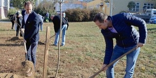 Facsemetéket ültettek el Kertvárosban, a Diana téren Facsemetéket ültettek el Kertvárosban, a Diana téren