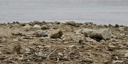 Áll a hajóforgalom a Dunán, súlyos károkat okoz a továbbra is kritikusan alacsony vízállás Áll a hajóforgalom a Dunán, súlyos károkat okoz a továbbra is kritikusan alacsony vízállás