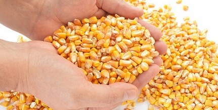 Több ezer tonna kukoricát adott el két baranyai férfi úgy, hogy egy szemük se volt