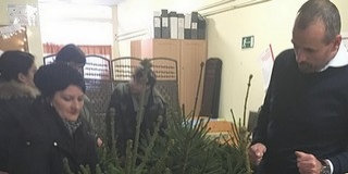 Személyesen vehették át a vagyonhasznosító által felajánlott fenyőket az érintettek Személyesen vehették át a vagyonhasznosító által felajánlott fenyőket az érintettek