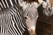 Grévy-zebra született a Nyíregyházi Állatparkban Grévy-zebra született a Nyíregyházi Állatparkban