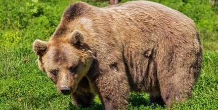 Medve sebesített meg egy magyar vadászt Székelyföldön