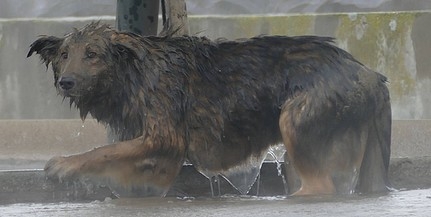 Német juhászkutyát mentettek ki a pécsi szennyvíztisztító-telep egyik medencéjéből