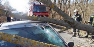 Fákat döntött ki, tetőket bontott meg Baranyában a viharos erejű szél Fákat döntött ki, tetőket bontott meg Baranyában a viharos erejű szél