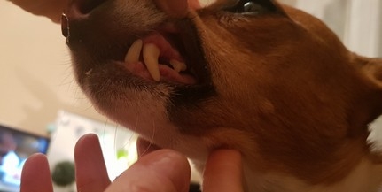 Fogkővel vittek egy pécsi állatorvoshoz egy kutyát, erre kihúzták 11 fogát - Ez így oké?
