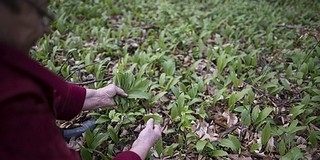 Szigorú szabályok vonatkoznak a medvehagyma gyűjtésére Szigorú szabályok vonatkoznak a medvehagyma gyűjtésére