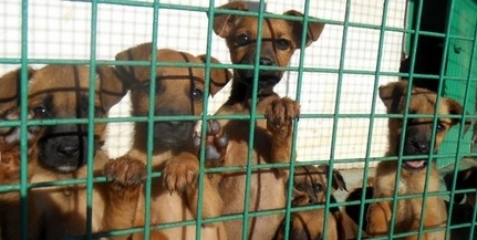 Szabad a gazdi - Kutyák örökbefogadását segítő kiadványt mutattak be Pécsett