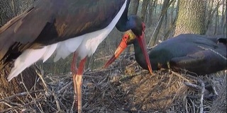 Új feketególya-pár foglalta el a bekamerázott gemenci fészket