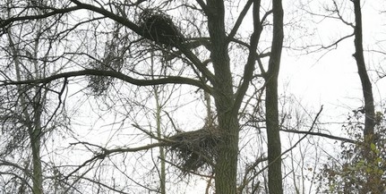Új feketególya-fészket találtak Baranyában Új feketególya-fészket találtak Baranyában