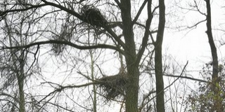 Új feketególya-fészket találtak Baranyában Új feketególya-fészket találtak Baranyában