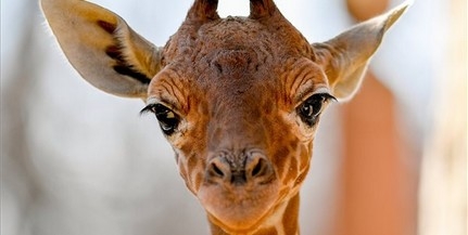 Zsiráfcsikó szültetett a debreceni állatkertben