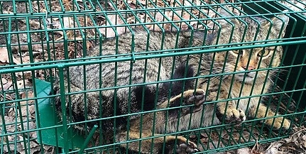 Felmérik a fogyatkozó gemenci vadmacskaállományt Felmérik a fogyatkozó gemenci vadmacskaállományt