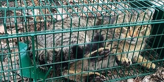 Felmérik a fogyatkozó gemenci vadmacskaállományt Felmérik a fogyatkozó gemenci vadmacskaállományt
