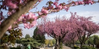 A hűvös időben is csodálatosan virágoznak a cseresznyefák a pécsi köztemetőben A hűvös időben is csodálatosan virágoznak a cseresznyefák a pécsi köztemetőben