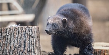 Szuperhős ragadozó érkezett a Pécsi Állatkertbe, hamarosan társa is lehet