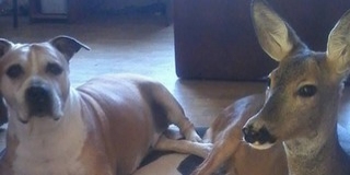 Elveszett Pécsett egy házilag tartott őzike, a gazdája kéri, jelenkezzen, aki látta