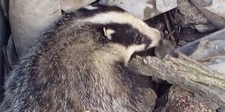Borzot mentett ki egy kútból a nemzeti park munkatársa Borzot mentett ki egy kútból a nemzeti park munkatársa