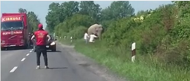 Ilyen nincs, és mégis van: elefánt miatt állt a forgalom a 6-os baranyai szakaszán - Videó! Ilyen nincs, és mégis van: elefánt miatt állt a forgalom a 6-os baranyai szakaszán - Videó!