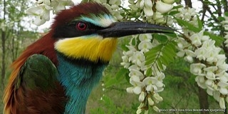 Visszatértek a gyurgyalagok is, egy-egy helyen több száz madárpár is költhet