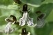 Kétszáz éve nem látott orchideafajra bukkantak a Mecsekben Kétszáz éve nem látott orchideafajra bukkantak a Mecsekben
