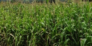Segítséget kapnak a baranyai gazdák a károk enyhítéséhez Segítséget kapnak a baranyai gazdák a károk enyhítéséhez