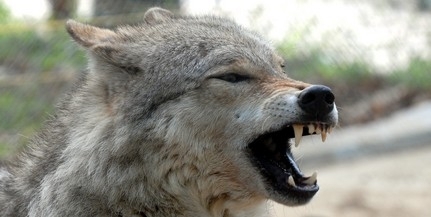 Farkasok ejthettek el egy szarvasmarha borjút Zemplénben