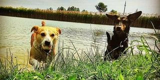 A Hirdi Kutyastrandon a négylábúak is lehűthetik magukat a hőség idején A Hirdi Kutyastrandon a négylábúak is lehűthetik magukat a hőség idején