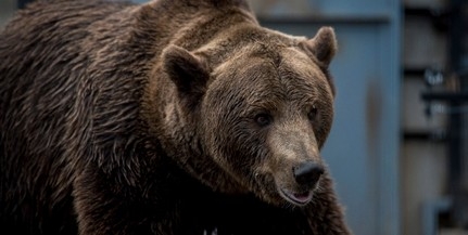 Száznegyven medve kilövését engedélyezték Erdélyben