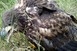 Sasfiókát mentettek a nemzeti park munkatársai Sasfiókát mentettek a nemzeti park munkatársai