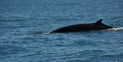 Három évtized után ismét ölik a japánok a bálnákat