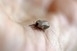 Új magyar eljárás segíthet kimutatni a Lyme-kórt Új magyar eljárás segíthet kimutatni a Lyme-kórt