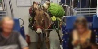 Felcsempésztek egy szamarat és egy kecskét egy vonatra Felcsempésztek egy szamarat és egy kecskét egy vonatra
