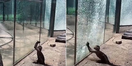 Üvegtöréssel akart meglépni egy majom az állatkertből