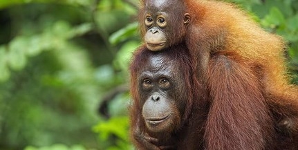 Emberszerű hangadásra képesek az orangutánok