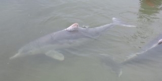 Megkezdték a delfinek szokásos mészárlását Japánban Megkezdték a delfinek szokásos mészárlását Japánban