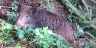 Kútba esett vaddisznót mentettek meg a komlói tűzoltók Kútba esett vaddisznót mentettek meg a komlói tűzoltók
