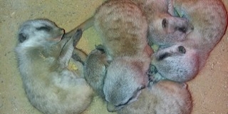 Újabb öt kicsivel bővült a pécsi szurikáta-klán