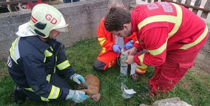 Égő házból kimentett kiscicát vettek gondjaikba a mentősök