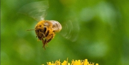 Pocsék évet zártak a magyar méhészek