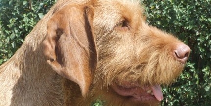Drótszőrű magyar vizsla kölyköt keresek megvételre Drótszőrű magyar vizsla kölyköt keresek megvételre