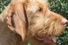 Drótszőrű magyar vizsla kölyköt keresek megvételre Drótszőrű magyar vizsla kölyköt keresek megvételre