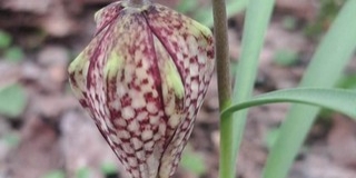 A Mohácsi-szigeten már nyílik ez a csodás virág!